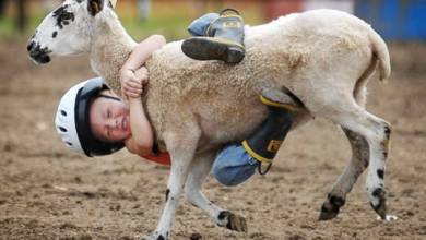 Photo of Goat rodeo or GANTT chart: 5 tips for better creative content