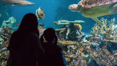 Photo of HZ makes waves with campaign to promote National Aquarium