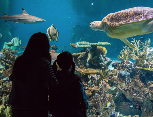 Aquarium featured